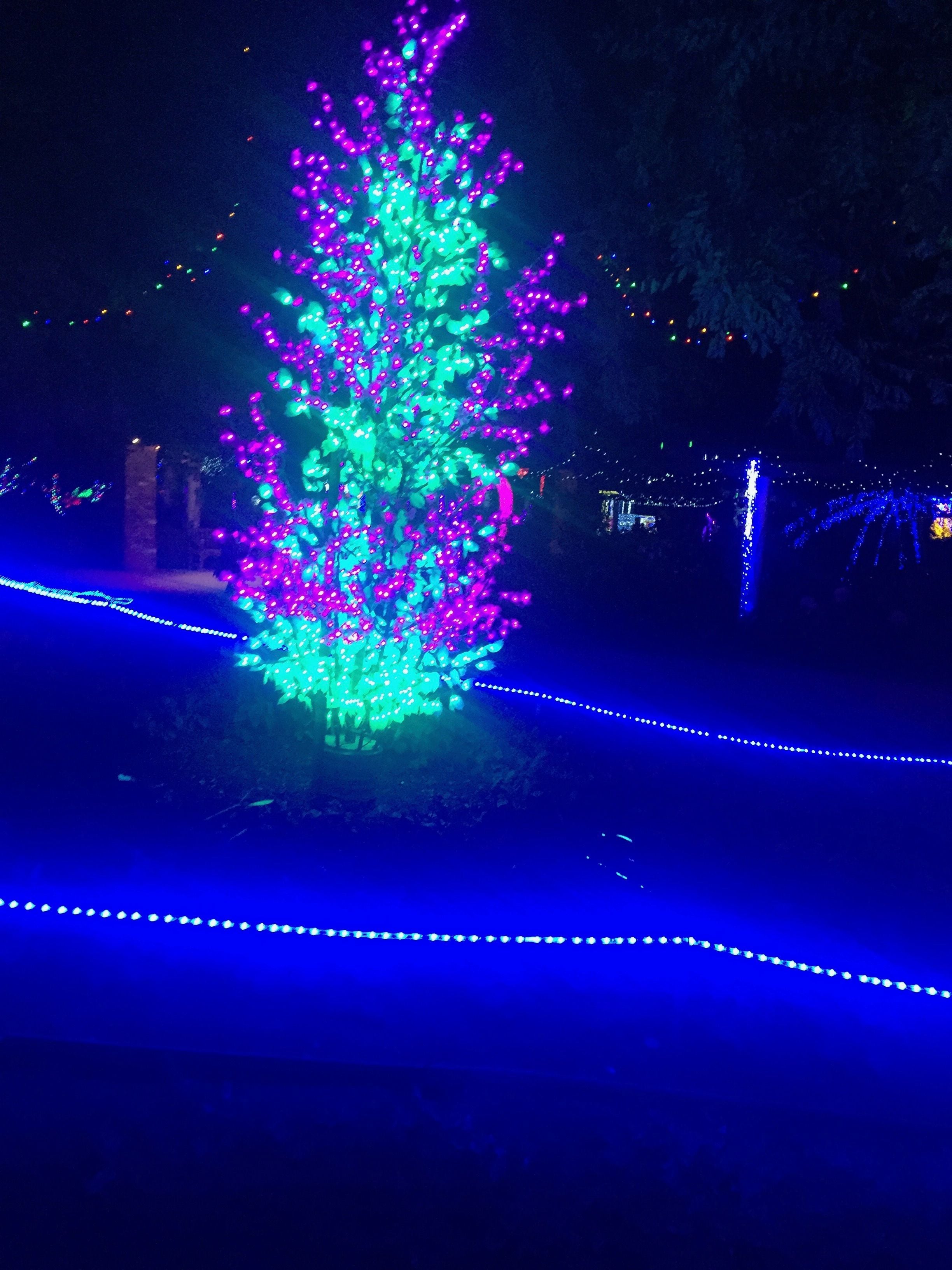 Hunter Valley Christmas Lights Spectacular Image -5b3abbda9fd7d